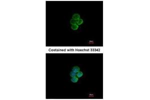 ICC/IF Image Immunofluorescence analysis of methanol-fixed A431, using Siglec 7, antibody at 1:200 dilution. (SIGLEC7 Antikörper)