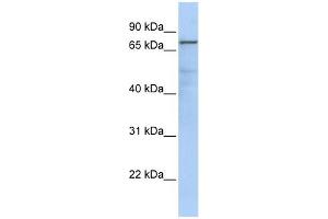 GMPS antibody used at 1 ug/ml to detect target protein. (GMP Synthase Antikörper  (Middle Region))