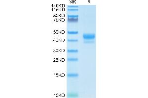 SDS-PAGE (SDS) image for CD3 epsilon (CD3E) (AA 23-48) protein (Fc-Avi Tag,Biotin) (ABIN7274154)