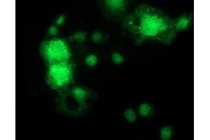 Anti-MAPK7 mouse monoclonal antibody (ABIN2454064) immunofluorescent staining of COS7 cells transiently transfected by pCMV6-ENTRY MAPK7 (RC203506). (MAPK7 Antikörper)