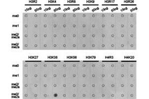 Dot-blot analysis of all sorts of methylation peptides using H3K36me3antibody. (Histone 3 Antikörper  (H3K36me3))