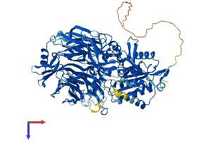 DPP8 Protein (AA 1-898) (His tag)