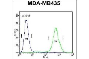 DEM1 Antibody (Center) (ABIN654435 and ABIN2844171) flow cytometric analysis of MDA-M cells (right histogram) compared to a negative control cell (left histogram). (EXO5 Antikörper  (AA 166-193))