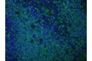Immunofluorescence of anti rat IgG antibody Tissue: Normal mouse spleen Fixation: methanol frozen Antigen retrieval: user optimized Primary antibody: AbD Serotec's Rat anti-mouse CD3 antibody (KT3 clone). (Ziege anti-Ratte IgG (Heavy & Light Chain) Antikörper (Atto 488) - Preadsorbed)