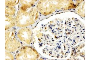 ABIN2613385 (4µg/ml) staining of paraffin embedded Human Kidney. (APOBEC3G Antikörper  (Internal Region))