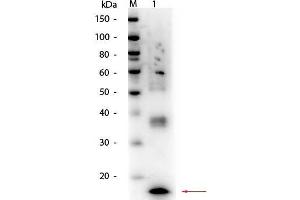 Western Blot of Mouse TNFα Antibody. (TNF alpha Antikörper)