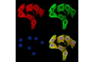 ABIN7096063 and ABIN7100125 staining Hela cells by IF/ICC. (SCUBE1 Antikörper)