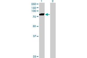 Western Blot analysis of MST1 expression in transfected 293T cell line by MST1 MaxPab polyclonal antibody. (MST1 Antikörper  (AA 1-711))