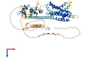 KCND3 Protein (AA 1-655) (His tag)