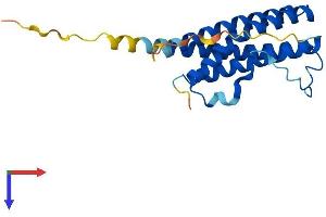 Cardiotrophin 1 Protein (CTF1) (AA 1-201) (His tag)