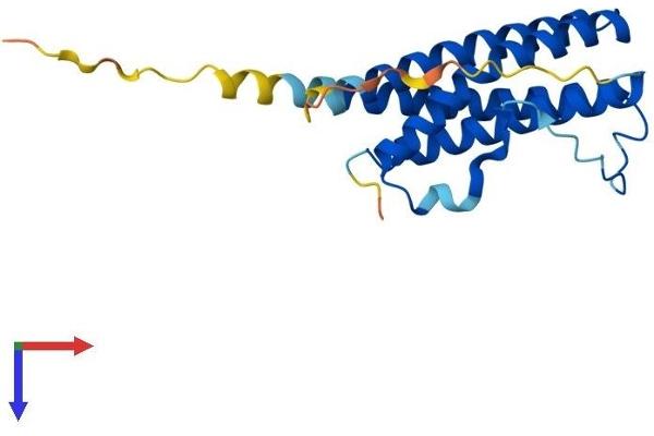 Cardiotrophin 1 Protein (CTF1) (AA 1-201) (His tag)