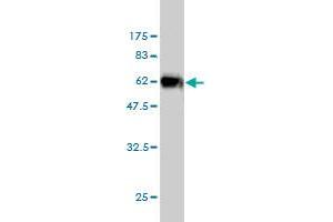 Western Blot detection against Immunogen (56. (ICOSLG Antikörper  (AA 20-302))