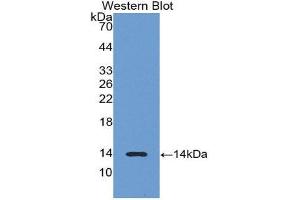 Western Blotting (WB) image for anti-Luteinizing Hormone beta Polypeptide (LHB) (AA 21-141) antibody (ABIN3205064) (LHB Antikörper  (AA 21-141))