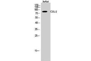 Western Blotting (WB) image for anti-Cullin 2 (CUL2) (C-Term) antibody (ABIN3184130) (Cullin 2 Antikörper  (C-Term))