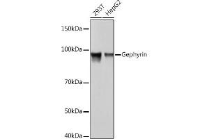 Western blot analysis of extracts of various cell lines, using Gephyrin Rabbit mAb (ABIN7267375) at 1:1000 dilution. (Gephyrin Antikörper)