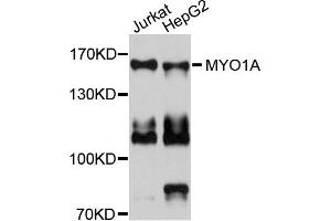 Western blot analysis of extracts of Jurkat and HepG2 cells, using MYO1A antibody. (Myosin IA Antikörper)
