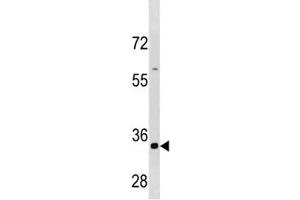 Cyclin B3 antibody western blot analysis in HepG2 cell line lysate (Cyclin B3 Antikörper  (AA 1311-1338))
