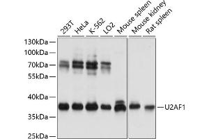 Western blot analysis of extracts of various cell lines, using U2 antibody (ABIN6134442, ABIN6149752, ABIN6149755 and ABIN6217061) at 1:3000 dilution. (U2AF1 Antikörper  (AA 1-100))