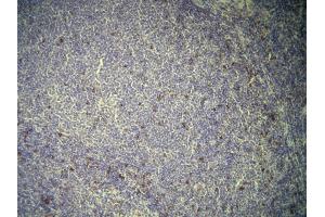 Immunohistochemistry (IHC) image for anti-CD7 (CD7) (AA 221-238), (C-Term) antibody (ABIN870615) (CD7 Antikörper  (C-Term))
