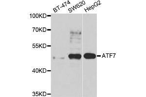 Western blot analysis of extracts of various cell lines, using ATF7 antibody (ABIN5975307) at 1/1000 dilution. (AFT7 Antikörper)