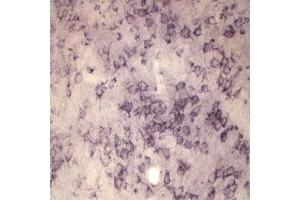 IHC on rat brain using Rabbit antibody to extracellular, N-terminal part of Sortilin (Neurotensin receptor 3, NTR3, Sort1): IgG  at a concentration of 10 µg/ml. (Sortilin 1 Antikörper)