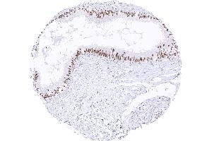 anti-Transcription Factor E3 (TFE3) antibody