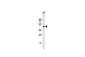 Anti-Pou5f1 Antibody (N-term)at 1:2000 dilution + F9 whole cell lysates Lysates/proteins at 20 μg per lane. (OCT4 Antikörper  (N-Term))