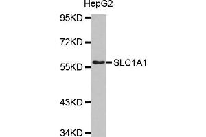 Western blot analysis of extracts of HepG2 cell line, using SLC1A1 antibody. (SLC1A1 Antikörper)
