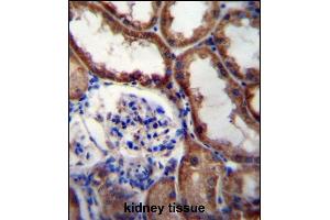 WNT16 Antibody (C-term) (ABIN657146 and ABIN2846282) immunohistochemistry analysis in formalin fixed and paraffin embedded human kidney tissue followed by peroxidase conjugation of the secondary antibody and DAB staining. (WNT16 Antikörper  (C-Term))