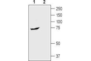 Western blot analysis of rat small intestine lysate: - 1. (SLC5A1 Antikörper  (Extracellular, N-Term))