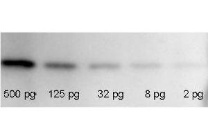 RFP Western Blot: Known amounts of recombinant RFP and GFP protein  were spiked into a HeLa cell-derived lysates  and separated by SDS-PAGE using a 4-20% gradient gel. (RFP Western Blot Kit: for RFP Chemiluminescent Western Blotting)