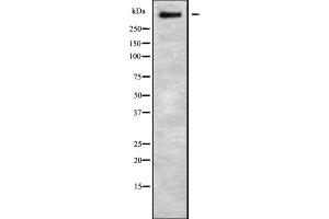 Western blot analysis of ZFHX4 using HUVEC whole cell lysates