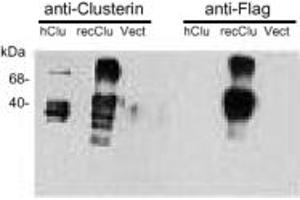 Western Blotting (WB) image for anti-Clusterin (CLU) antibody (ABIN7211558) (Clusterin Antikörper)