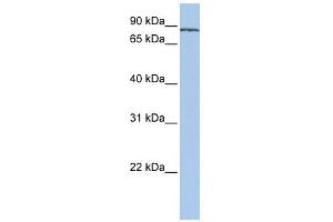 SF3A1 antibody used at 1 ug/ml to detect target protein.