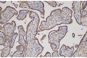 Immunohistochemistry of paraffin-embedded Human placenta using ANXA5 Polycloanl Antibody at dilution of 1:150 (Annexin V Antikörper)