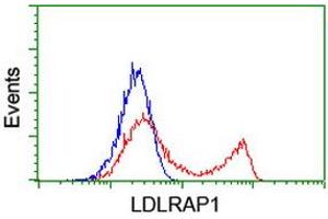 HEK293T cells transfected with either RC206643 overexpress plasmid (Red) or empty vector control plasmid (Blue) were immunostained by anti-LDLRAP1 antibody (ABIN2455231), and then analyzed by flow cytometry. (LDLRAP1 Antikörper)