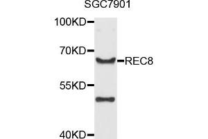 Western blot analysis of extract of SGC7901 cells, using REC8 antibody. (REC8 Antikörper)