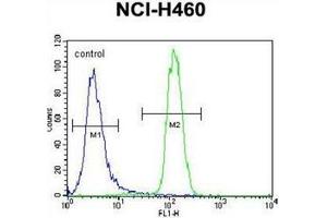 Flow cytometric analysis of NCI-H460 cells using LETM2 Antibody (N-term) Cat. (LETM2 Antikörper  (N-Term))