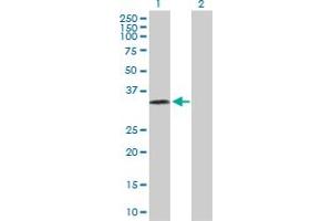 Western Blot analysis of PRSS8 expression in transfected 293T cell line by PRSS8 MaxPab polyclonal antibody. (PRSS8 Antikörper  (AA 1-343))