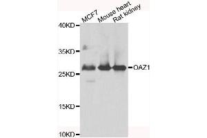 Western blot analysis of extracts of various cell lines, using OAZ1 antibody. (OAZ1 Antikörper)