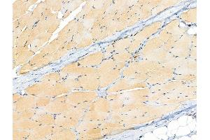 ABIN6255205 and ABIN6267091 at 1/100 staining Rat skin tissue by IHC-P.