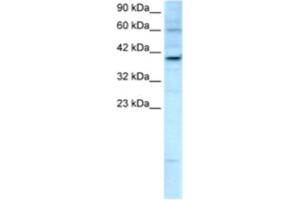 Western Blotting (WB) image for anti-Kinesin Family Member 25 (KIF25) antibody (ABIN2460842) (KIF25 Antikörper)