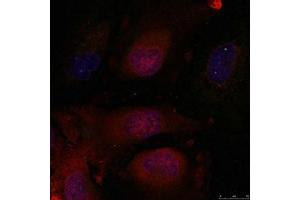 Immunofluorescence staining of methanol-fixed Hela cells using JunD(Ab-255) Antibody. (JunD Antikörper)