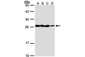 Image no. 1 for anti-Hematological and Neurological Expressed 1 (HN1) (AA 1-176) antibody (ABIN467491) (HN1 Antikörper  (AA 1-176))