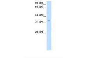 Image no. 1 for anti-Thyrotropin-Releasing Hormone (TRH) (C-Term) antibody (ABIN6739088) (TRH Antikörper  (C-Term))