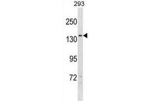 NPC1L1 Antibody (N-term) (ABIN1881583 and ABIN2839095) western blot analysis in 293 cell line lysates (35 μg/lane). (NPC1L1 Antikörper  (N-Term))