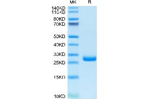 BTN3A3 Protein (AA 30-248) (His tag)
