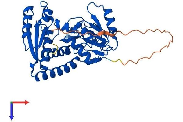 MTHFD2L Protein (AA 1-338) (His tag)