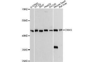 Western blot analysis of extracts of various cell lines, using CMAS Antibody. (CMAS Antikörper  (AA 1-263))