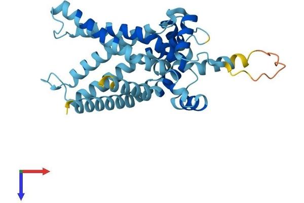 SLC25A47 Protein (AA 1-308) (His tag)